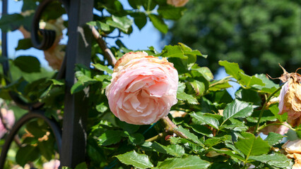 A beautiful rose flowers outdoors