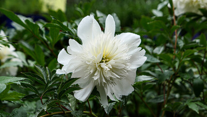 Beautiful peony flowers