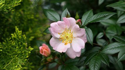 Beautiful rosehip rose flowers