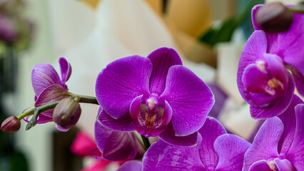 Fototapeta na wymiar Beautiful phalaenopsis orchids