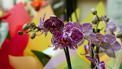 Beautiful phalaenopsis orchids