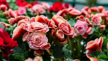 A beautiful begonia flowers outdoors
