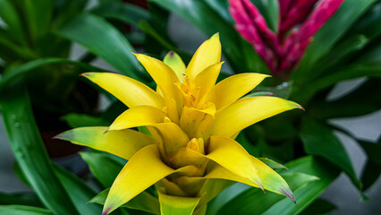 A beautiful bromeliad plants outdoors