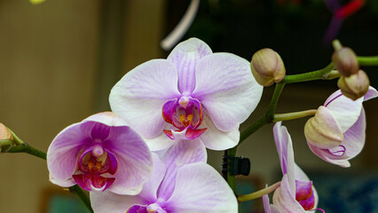 Beautiful phalaenopsis orchids