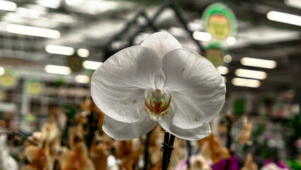 Beautiful phalaenopsis orchids