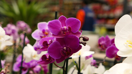 Beautiful phalaenopsis orchids