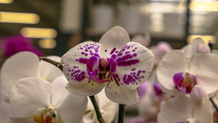 Beautiful phalaenopsis orchids