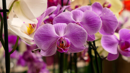 Beautiful phalaenopsis orchids - obrazy, fototapety, plakaty