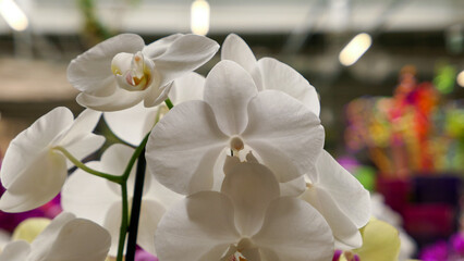 Beautiful phalaenopsis orchids