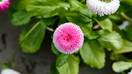 A beautiful daisies flowers outdoors © Darcraft