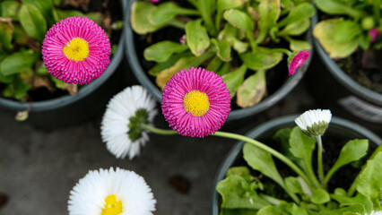 A beautiful daisies flowers outdoors © Darcraft