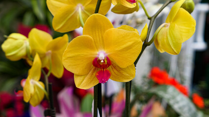 Obraz na płótnie Canvas Beautiful phalaenopsis orchids