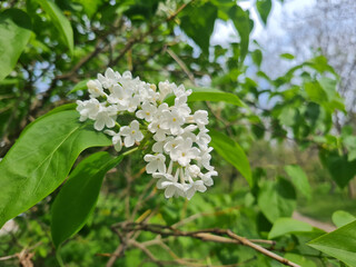 A beautiful lilac flowers outdoors