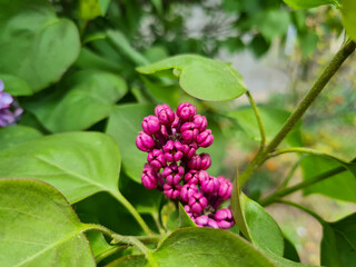 A beautiful lilac flowers outdoors