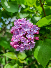 A beautiful lilac flowers outdoors