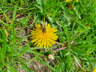 A beautiful dandelions flowers outdoors