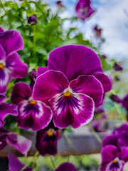 A beautiful pansy flowers outdoors