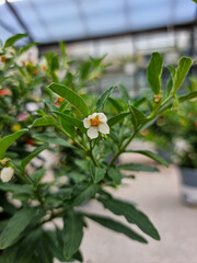 Beautiful rosehip rose flowers