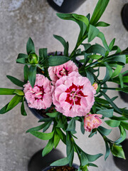 A beautiful carnations flowers outdoors