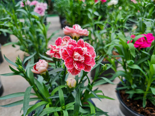 A beautiful carnations flowers outdoors