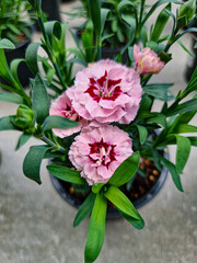 A beautiful carnations flowers outdoors