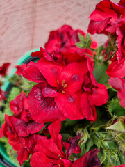 Fototapeta premium A beautiful geraniums flowers outdoors