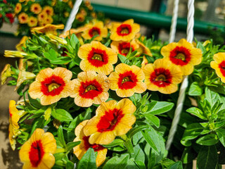 Beautiful petunia flowers