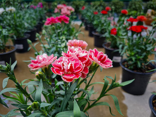 A beautiful carnations flowers outdoors