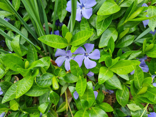 A beautiful Periwinkle flowers outdoors
