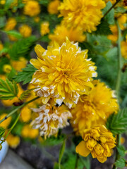 Beautiful flowers in the garden.