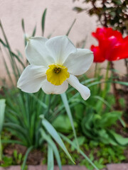 A beautiful narcissus flowers outdoors