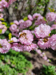 Beautiful sakura flowers