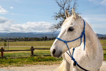 A white horse posing for a portrait.
