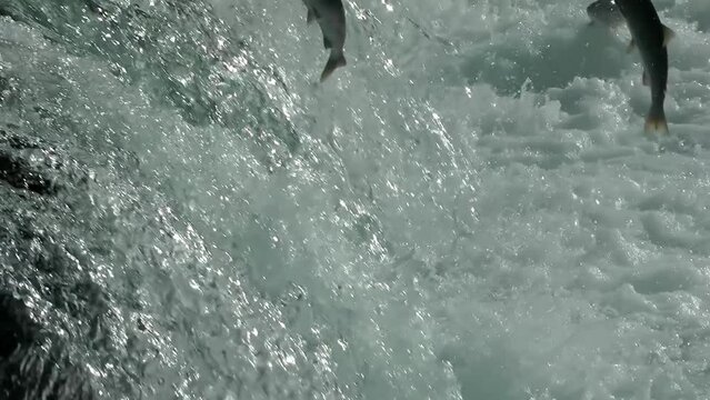 salmon fish jumping upstream, Brooks Falls, close up
North America Wildlife and Nature, Brooks Falls - Katmai National Park, Alaska, 2022
