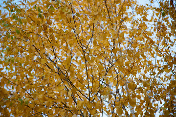 Autumn leaves close up in the forest. Autumn background.