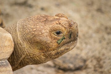 Closeup of a head of an African spurred tortoise