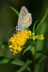 Fototapeta na wymiar Butterfly sipping nectar from yellow flowers close-up