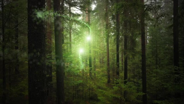 Magic light trails motion particles inside fairy green forest landscape.