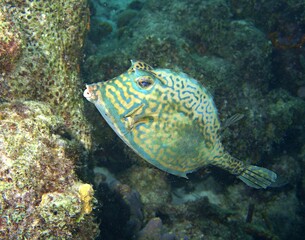 Honeycomb Cowfish on the reef