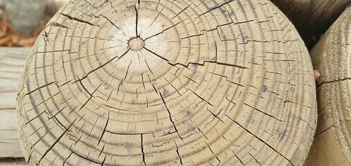 Fototapeta premium The texture of a wooden frame. Wooden texture. Wooden background. Round stump texture.