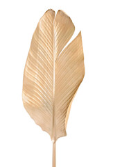 Golden palm leaf. Banana leaf. Isolated plant. 