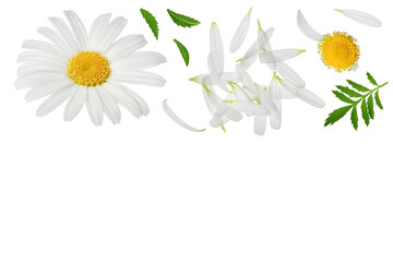 chamomile or daisies petals isolated on white background Top view with copy space for your text. Flat lay - obrazy, fototapety, plakaty