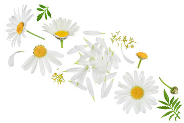 chamomile or daisies isolated on white background. Set or collection.