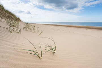 Marram grass poking through Formby beach