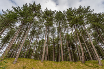 Fototapeta premium Looking up at pine trees at Formby Woods