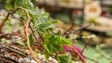 Green leaves wall background wild grapes foliage texture
