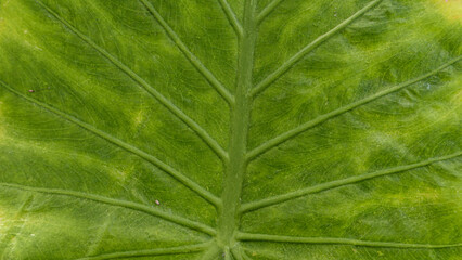 Close up of Green leaf texture