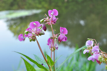 Obraz premium Impatiens glandulifera grows in the wild