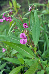 Impatiens glandulifera grows in the wild
