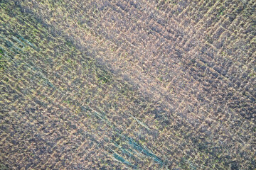 Aerial view of a field with mown plant sprouts. Texture. Copy space.